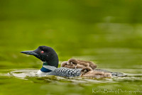 Loon Parent and Chicks