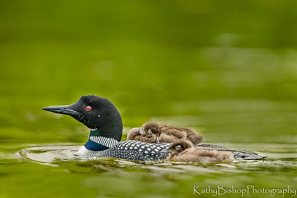 Loon Parent and Chicks