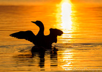 Sunset Wingstretch