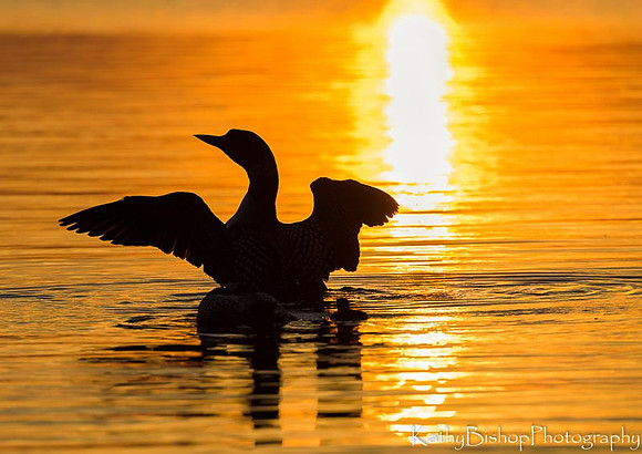 Sunset Wingstretch