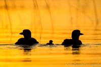 A Family Swim