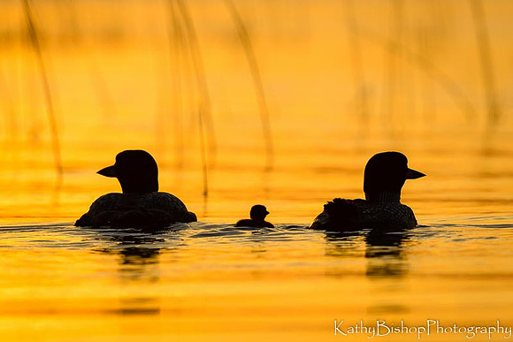 A Family Swim