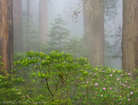 190531California146-2