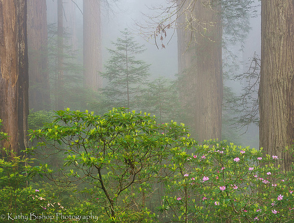 190531California146-2