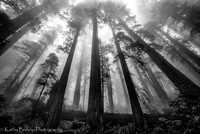 190529California454
