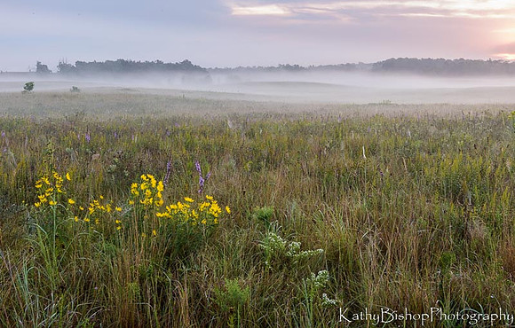Late Summer Fog