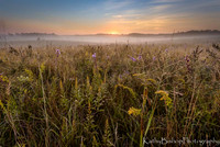 Tall Grass Sunrise