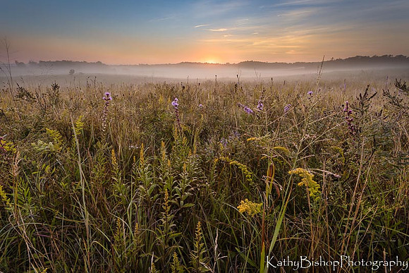 Tall Grass Sunrise