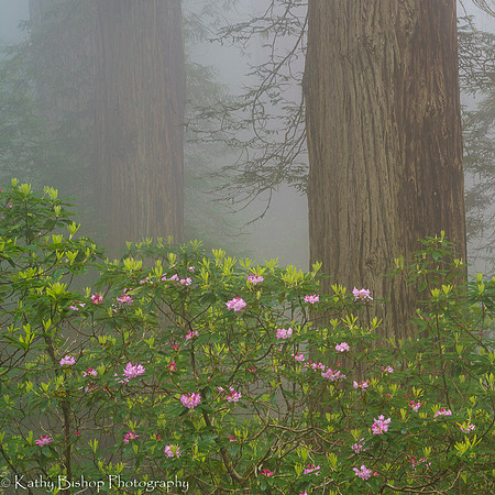 190531California149-2