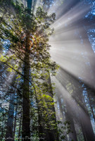190531California346344342Manualblend