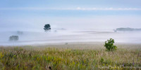 Oak  Savannah Fog