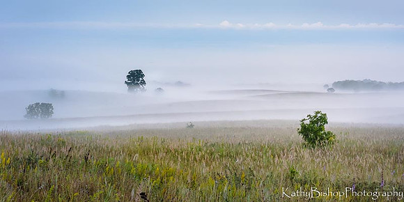 Oak  Savannah Fog