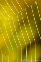 Beaded Silk