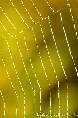 Beaded Silk