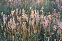 20120613SeaRanch243