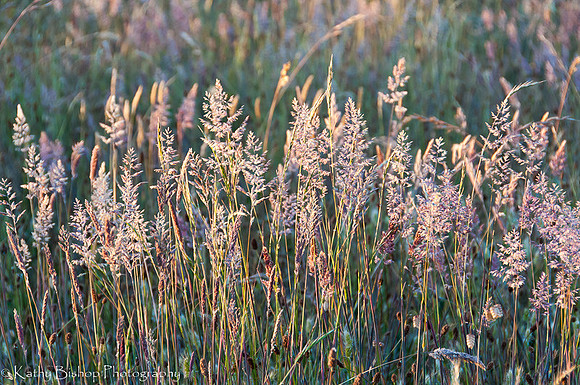 20120613SeaRanch243