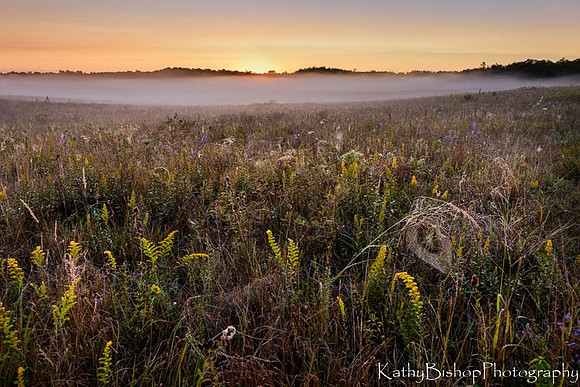 Web at Dawn