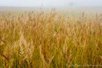 Tall Grass Moves