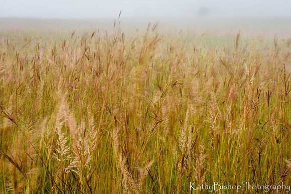 Tall Grass Moves