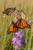 Monarch Morning Chat