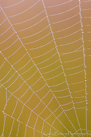 Sparkly Web