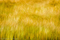 20120614SeaRanch50