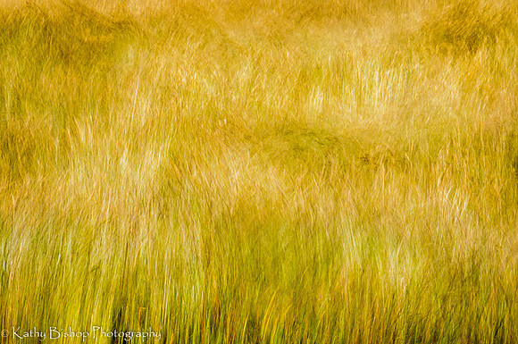 20120614SeaRanch50