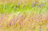Blazing Star Tussle