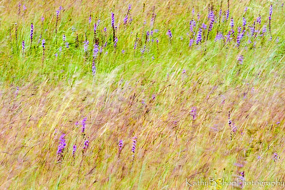 Blazing Star Tussle