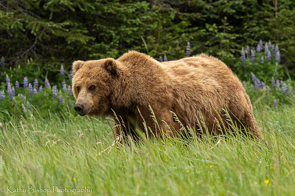 210623Alaska22