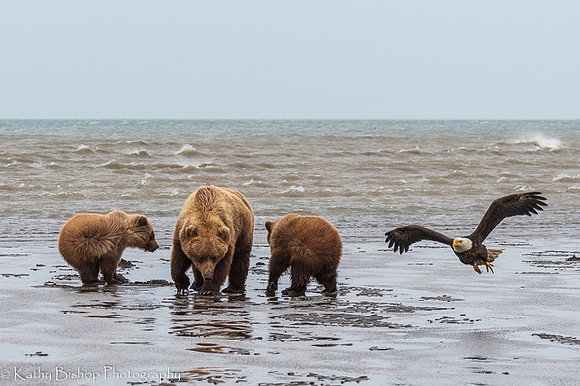 210623Alaska742