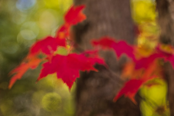 Study in Red