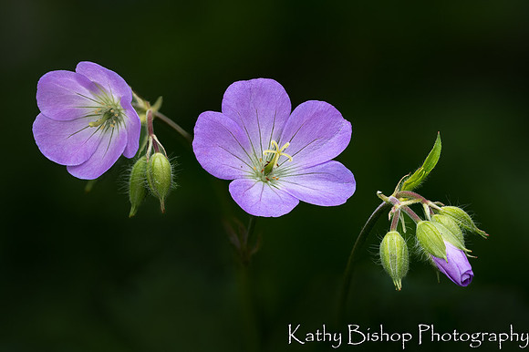 Wild Geranium