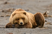 Bears and more in Alaska