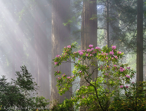 190531California437