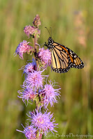 The Prairie Alive