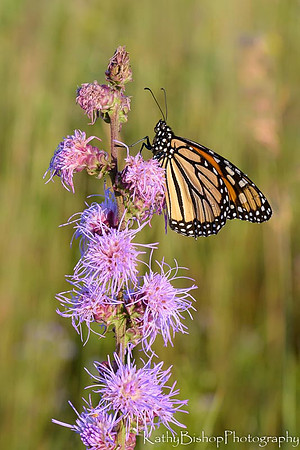 Dewy Monarch