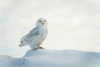 Searching for Winter