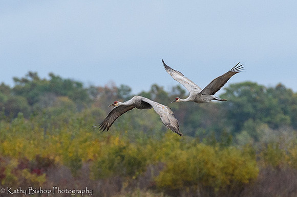211012Cranes221