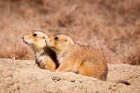 Badlands and Yellowstone