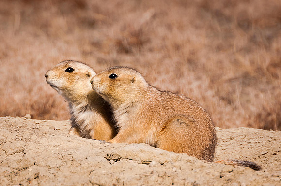 Buddies